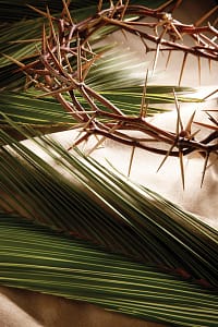 palm frond with crown of thorns
